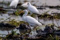 TheÃÂ cattle egretÃÂ - Bubulcus ibis